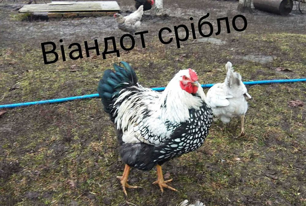 Півні чистих порід: Маран Ч/М, Віандот срібло, Фавероль.