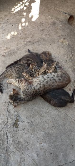 Котята в добрые руки.