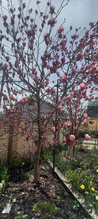 Магнолия Суланжа