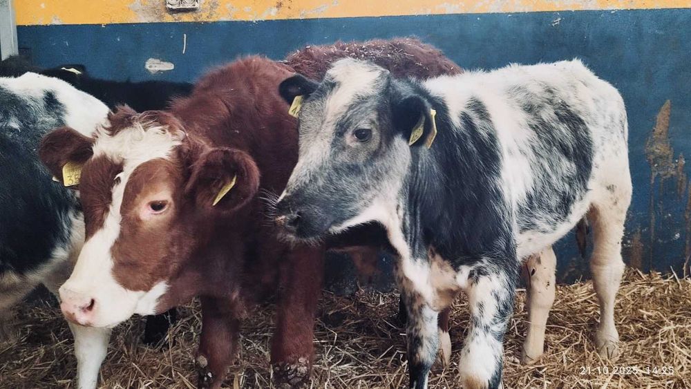 BYCZKI, STARTERY. Finansowanie, kontraktacja