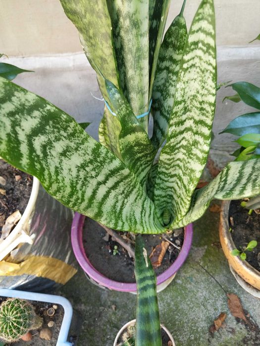 Сансевієрія кімнатна рослина