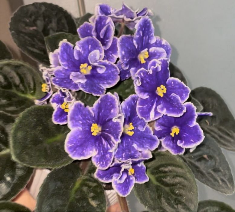 Гарнющі фіалки