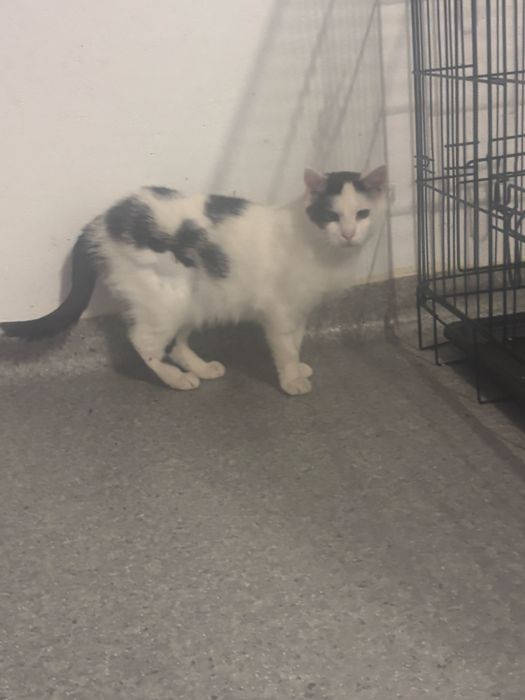 Bajka mloda koteczka do adopcji