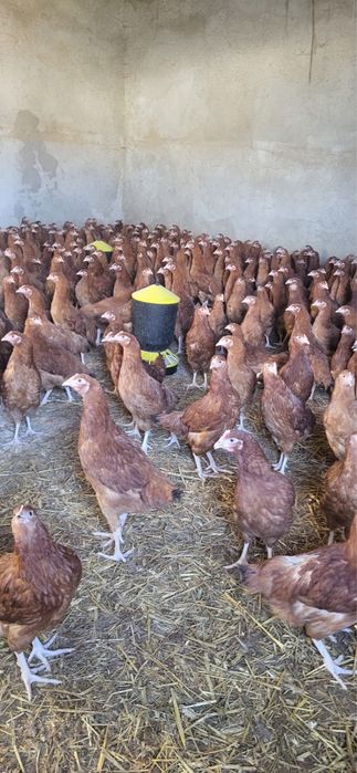 Rossa 1 - 12 tygodni