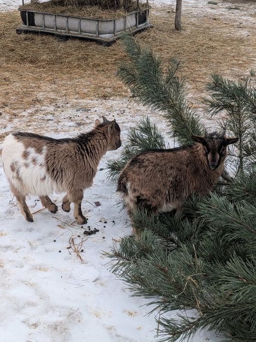 Kózki / koziołki  miniaturowe