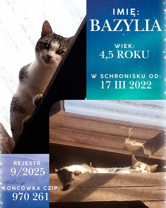 List do Św. Mikołaja - bezdomna BAZYLIA / Olsztyn