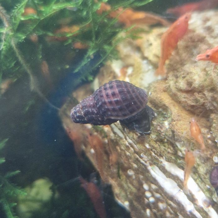 Caracol Tylomelania sp. Mini Carbo