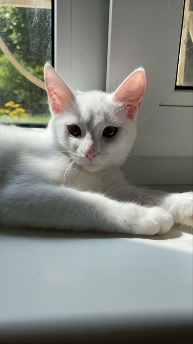 Котик у добрі руки