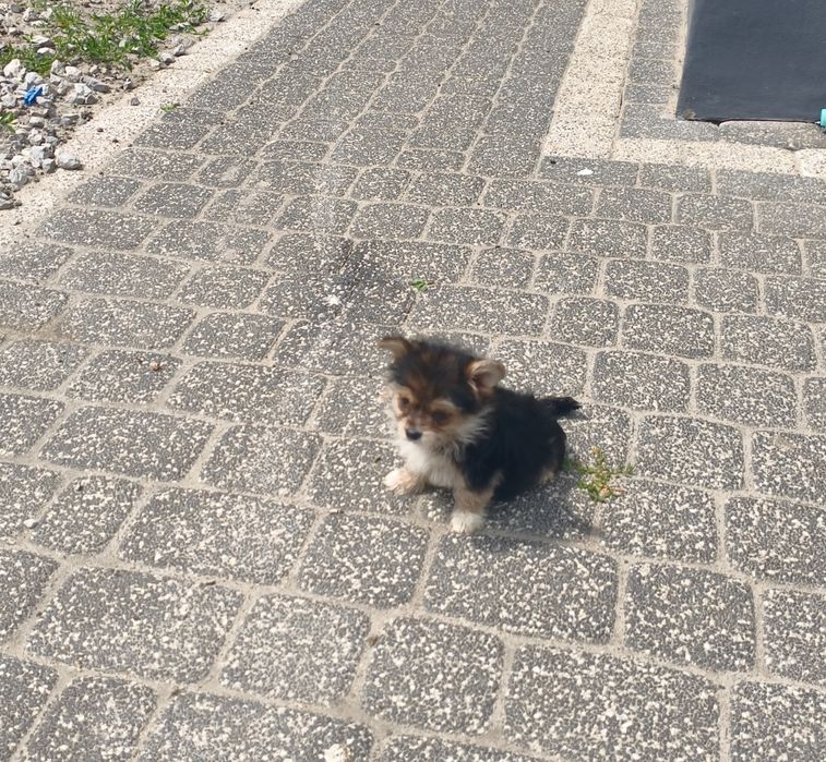 Yorkshire terrier miniaturka biewer