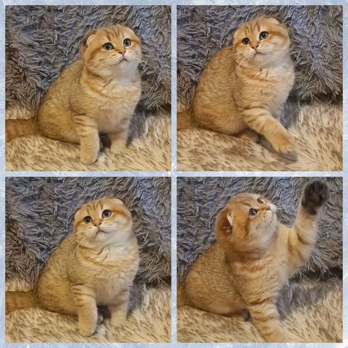 Кошечка шотландская  фолд