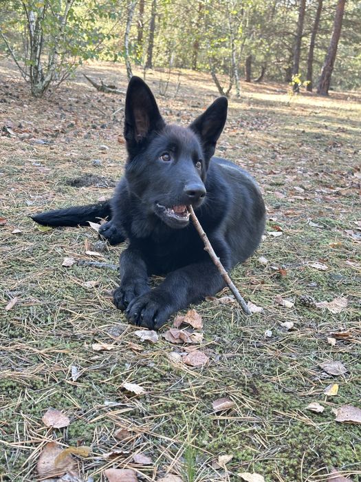 Німецька вівчарка