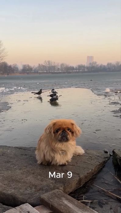 Opieka nad zwierzętami Warszawa | Domowa atmosfera | 1 pupil na raz | Присмотр животных | Petsitting