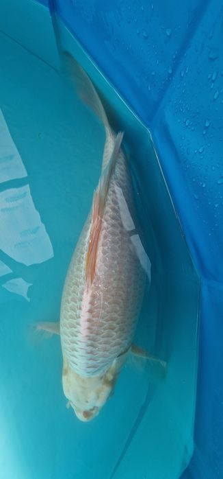 Carpa koi com 41cm