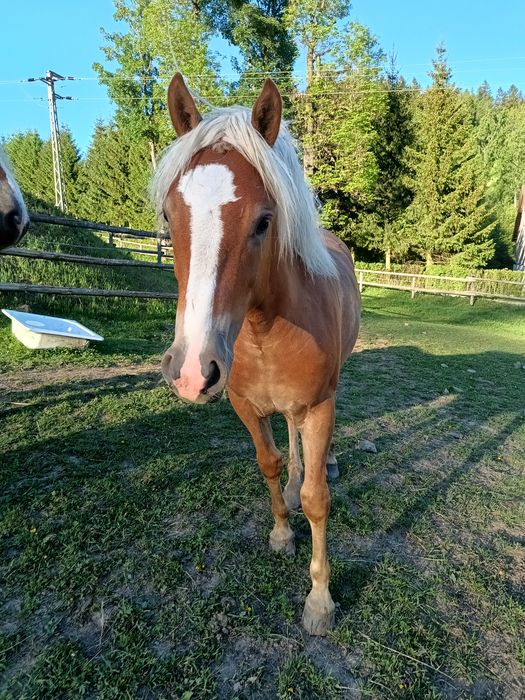 Ogierek haflinger