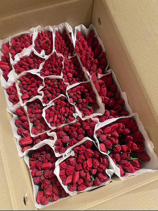 Тюльпани к 8 березня оптом і в роздріб від виробника з доставкою