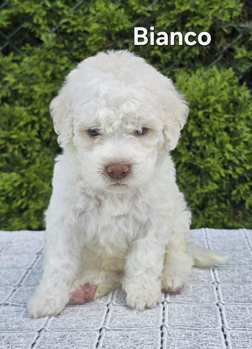Piesek Lagotto romagnolo ZKwP