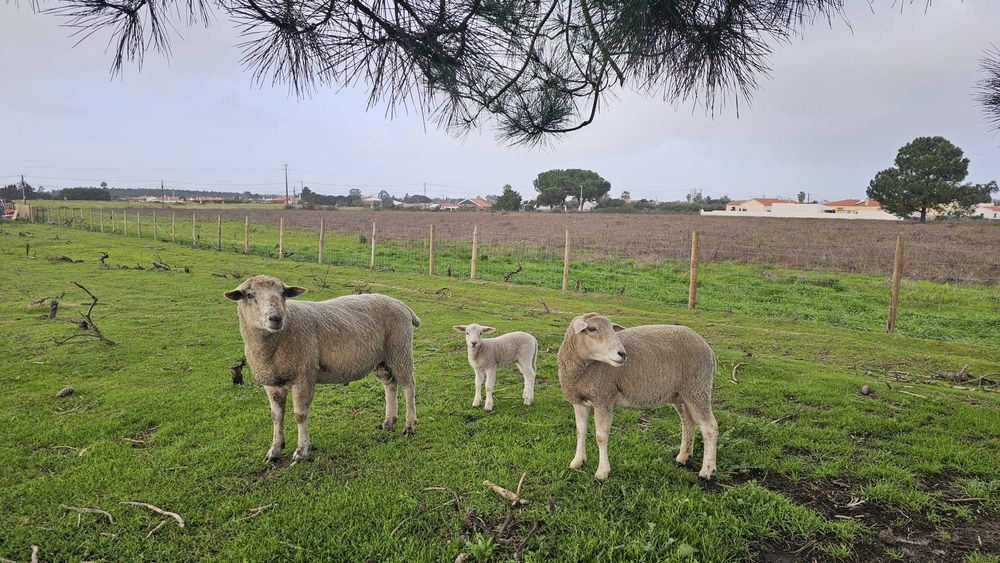 Vendo Borrego Macho