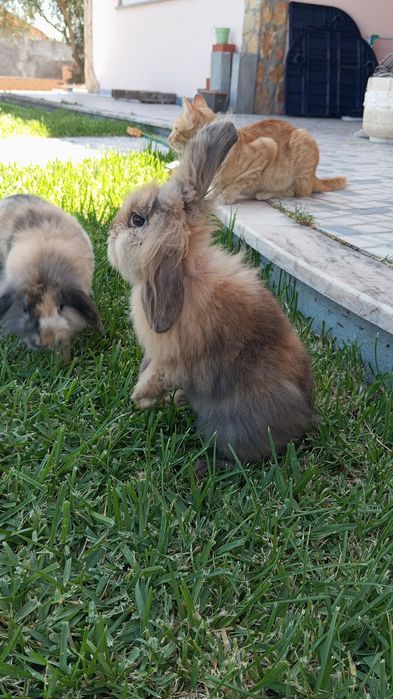 Coelhos bebes para venda