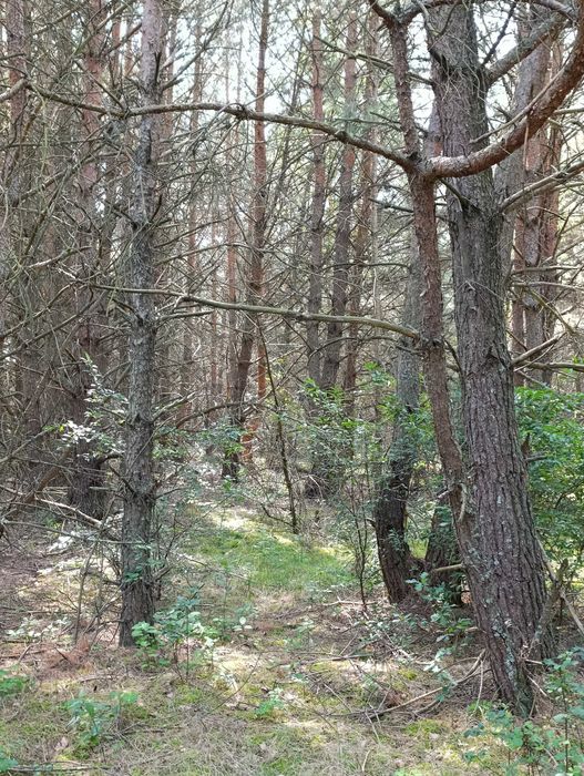 Działka rolno - leśna 8500m2