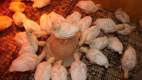 Підрощений бройлер