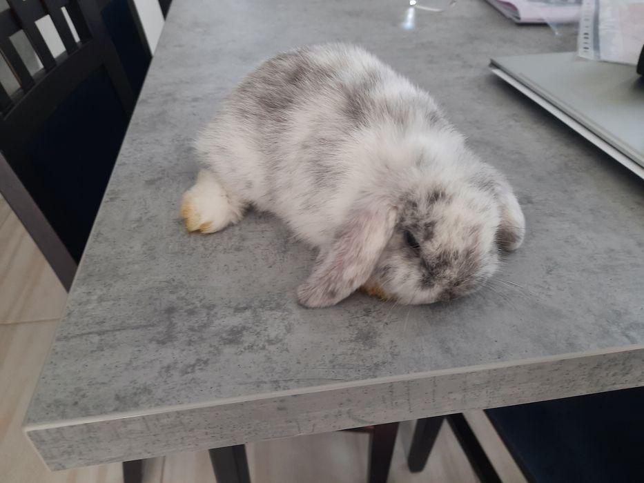 Kroliczki miniaturki  mini lop