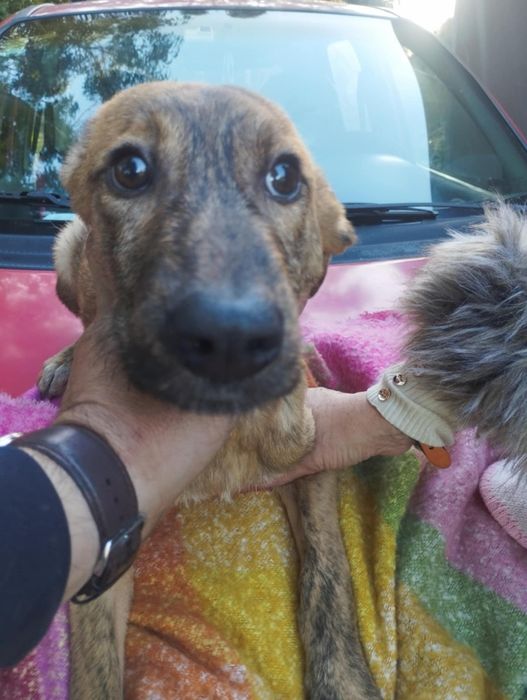 Kevin para adoção muito responsável