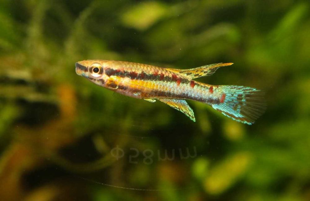 Chromaphyosemion bivittatum "Fungé"