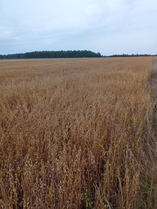 Owies ozimy kws snowbird