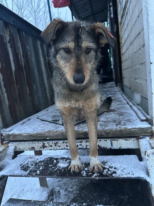 Безкоштовно в гарну родину