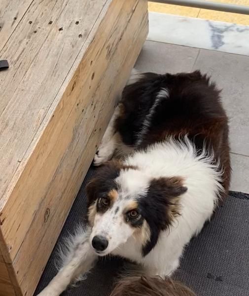 Cadela Border Collie 1 ano para adoção