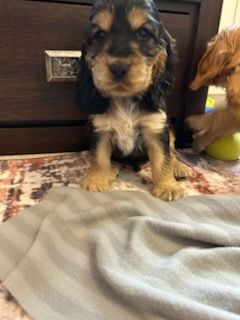 Cocker spaniel angielski