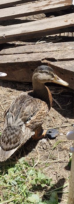 Patos bravos juvenis