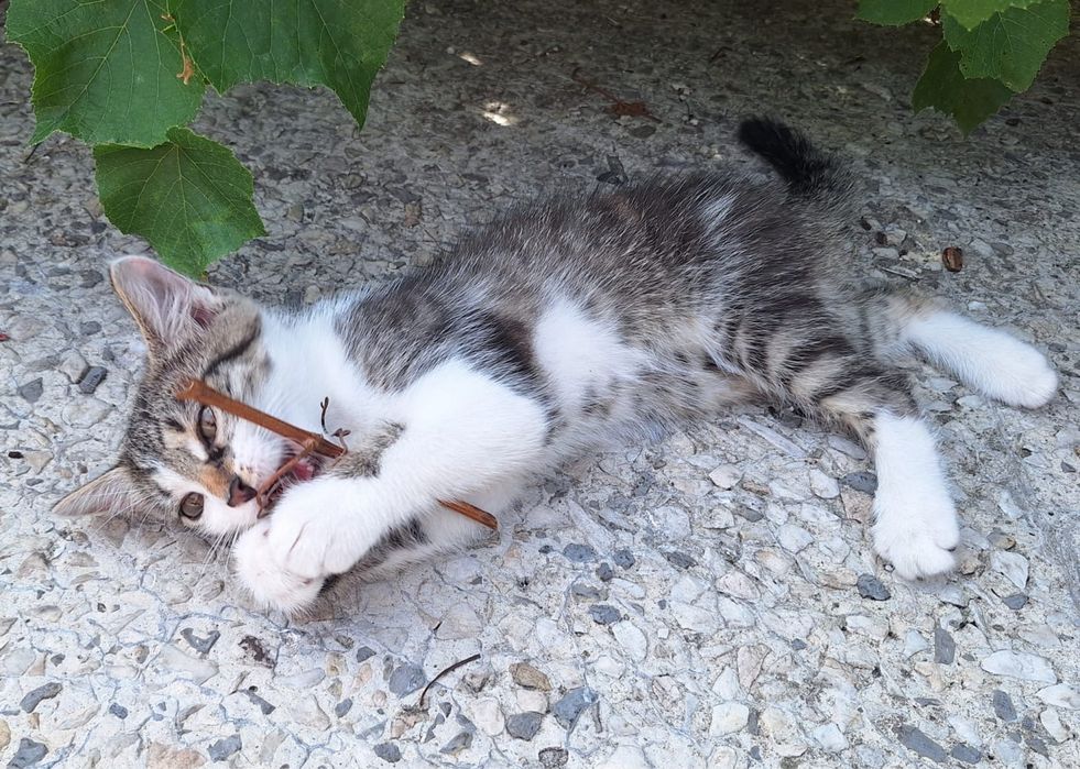 Urocza mala kicia szuka dobrego domu