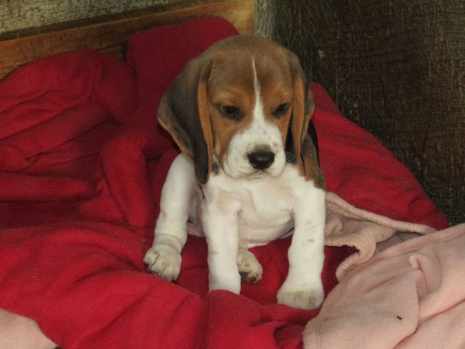 Fêmea Beagle Tricolor, Raça Pura, LOP/Pedigree/Afixo, Porte Pequeno.
