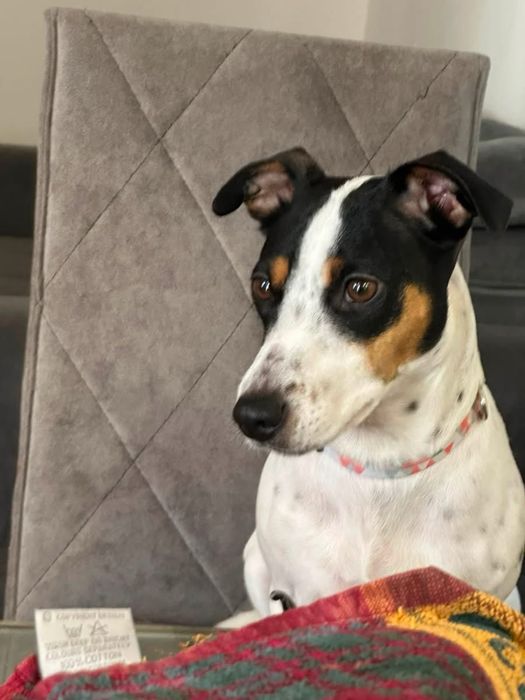 Jack russel  para adocao