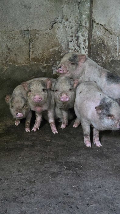 Leitões bebés para venda