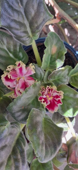 Продам квітучі фіалки