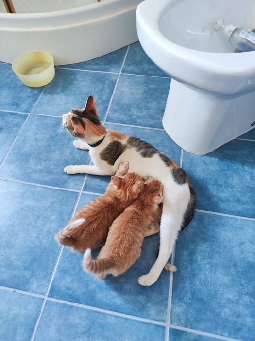 Dá-se os dois gatos pequenos laranja