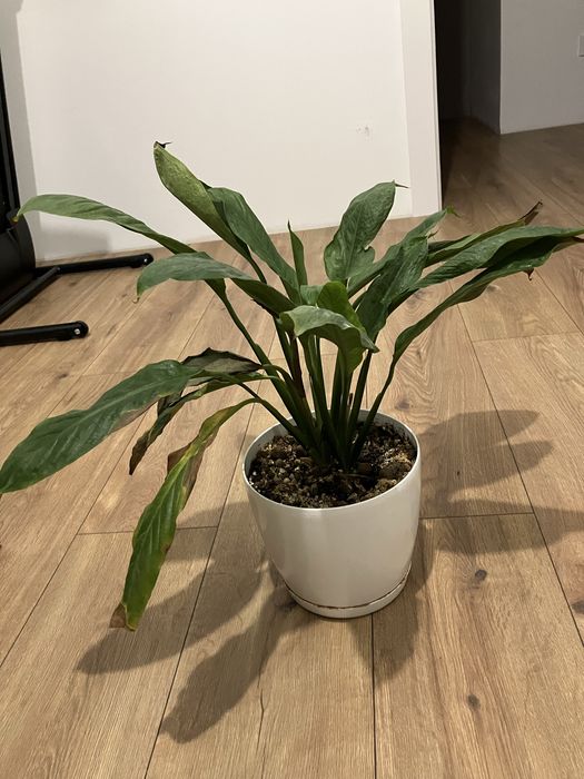 Oddam 3 rośliny doniczkowe za darmo