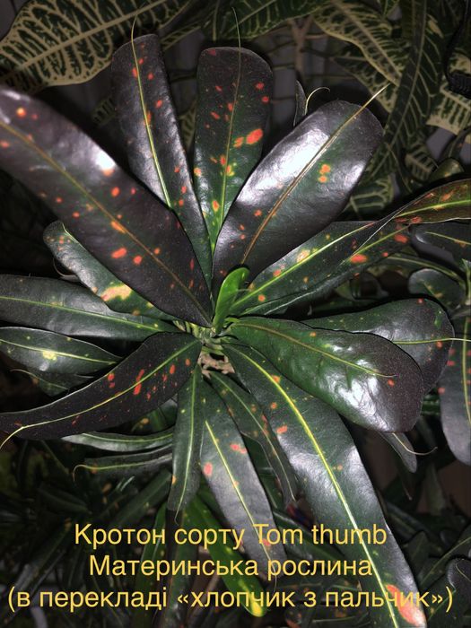 Кротони різні. Кротон