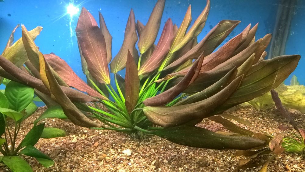 Эхинодорус Барта,