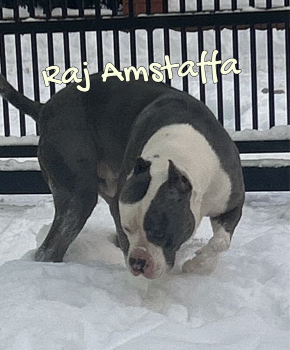 American Staffordshire Terrier suczka 10