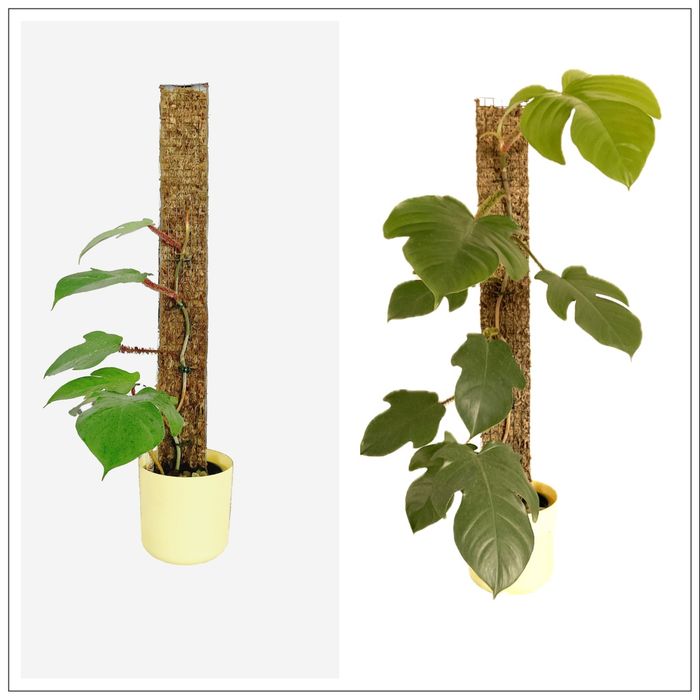 Palik XXL 50x5 z mchu sphagnum grow vertical