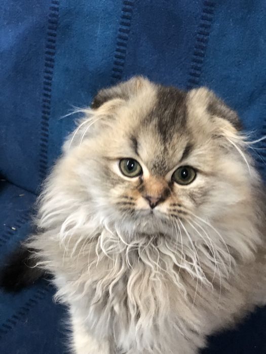 Золотий красунчик