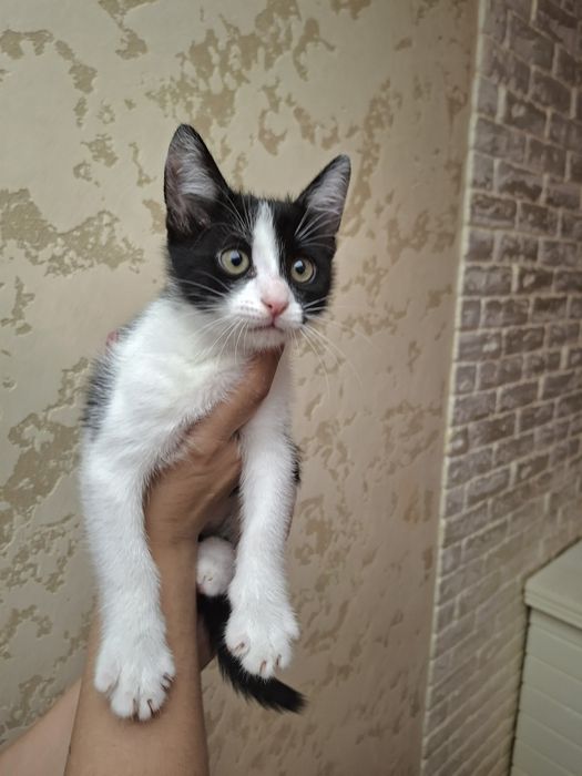Віддам кошенят ,хлопчики