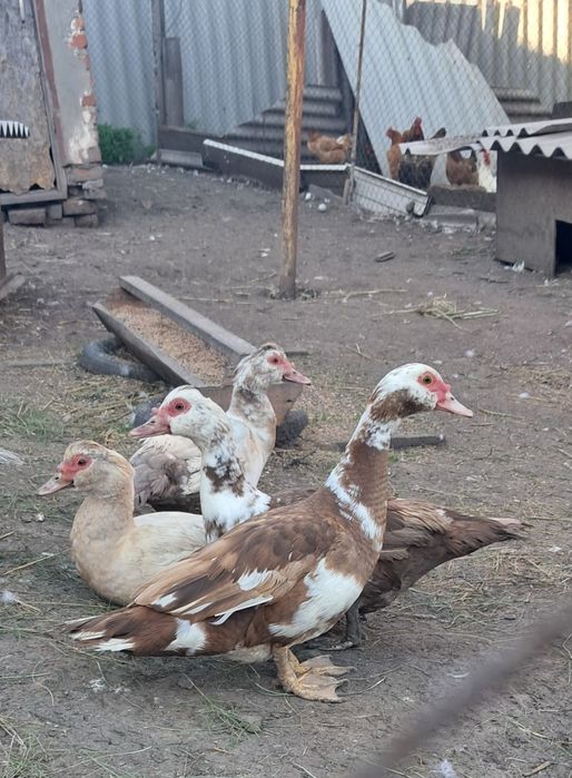 Индоутки и утята шипуны