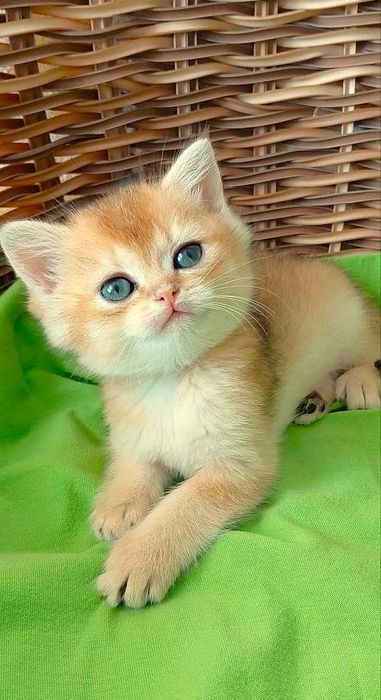 Шотландские котята (ЗОЛОТАЯ ШИНШИЛЛА)