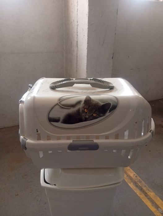 Transportadora para gatos