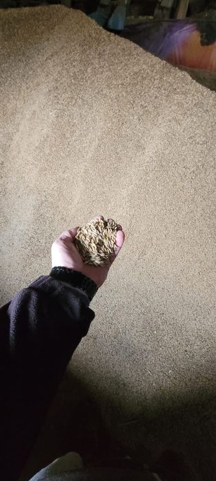 Owies Posejdon zbiór 2025 r.  dobry jako zamiennik  pellletu