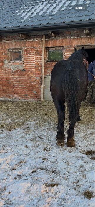 Źrebak zimnokrwisty